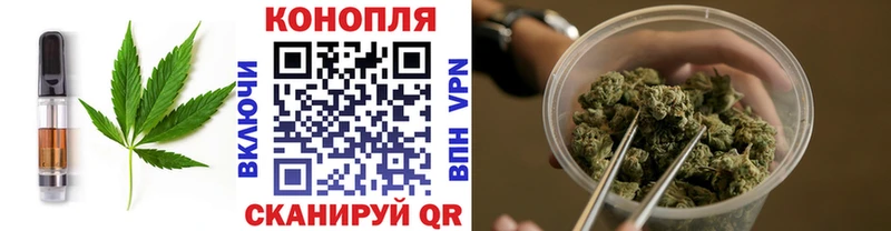 где найти   Судак  Cannafood конопля 