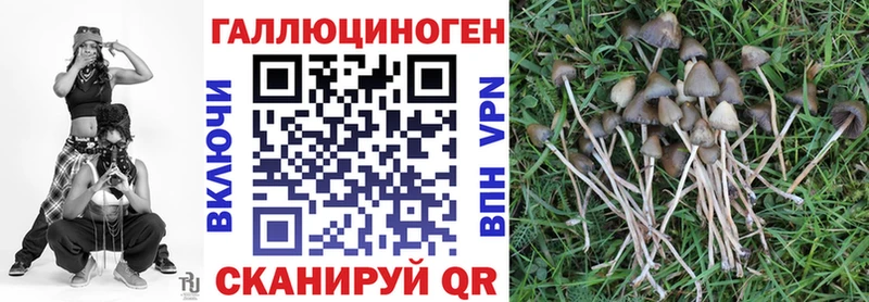shop состав  Судак  Псилоцибиновые грибы прущие грибы 